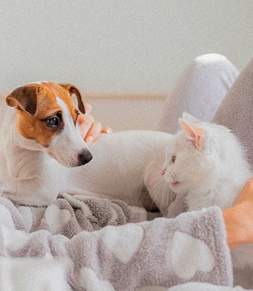 como presentar a un perro y un gato